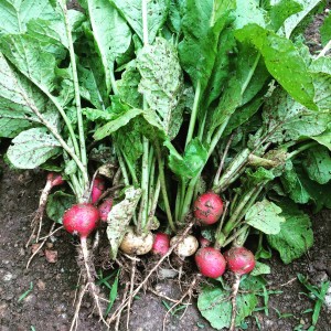 Radishes