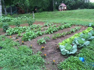 See the weeds and the high lawn. Hopefully it will dry out soon so we can take care of it all.