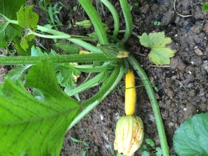 Zuchini
