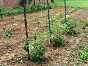 Tomatoes, okra, beans and more. 