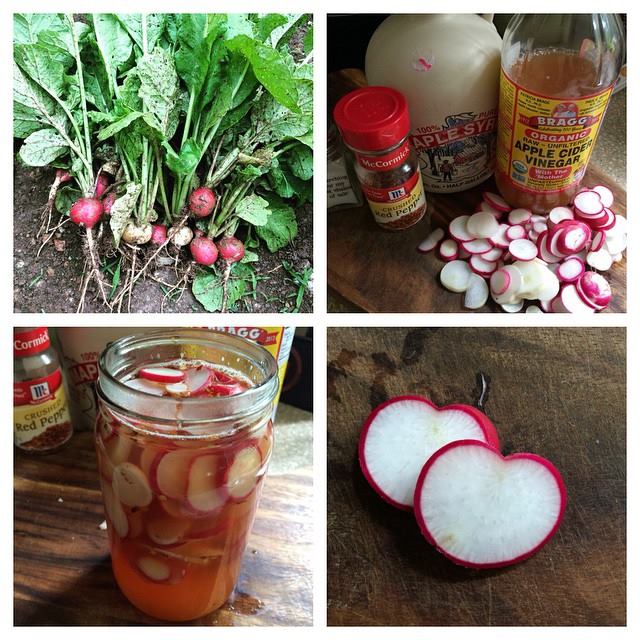 pickled radishes