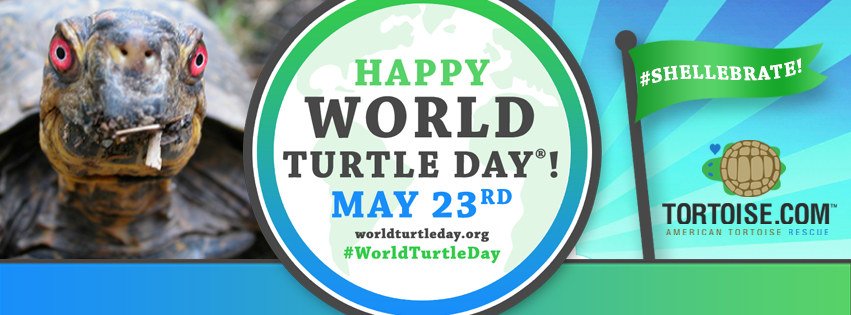 World Turtle Day