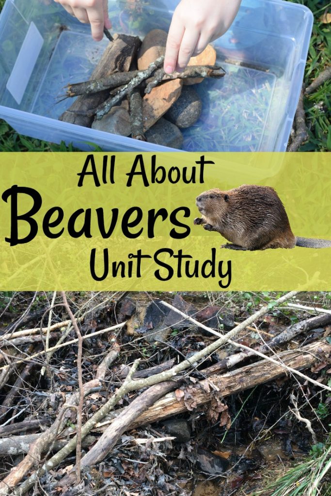 Beavers Unit Study