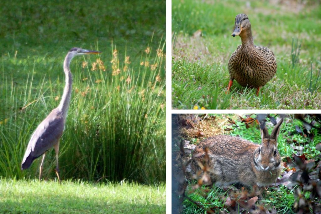 Learn About Lakes and Ponds
