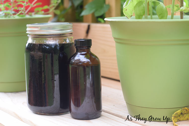 elderberry tincture